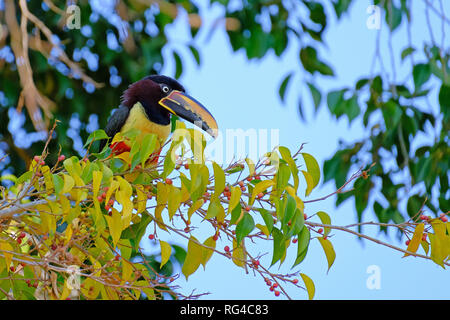 Kastanien-eared Aracari, Pteroglossus Castanotis, Vogel der toucan Familie Ramphastidae, Mato Grosso, Pantanal, Brasilien Stockfoto