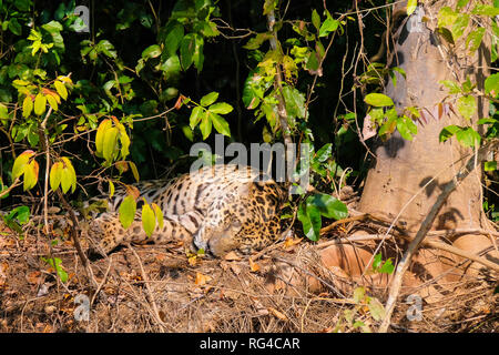 Jaguar Panthera Onca, ruht auf einem Flußufer, Cuiaba Fluss, Porto Jofre, Pantanal Matogrossense, Mato Grosso, Brasilien Stockfoto