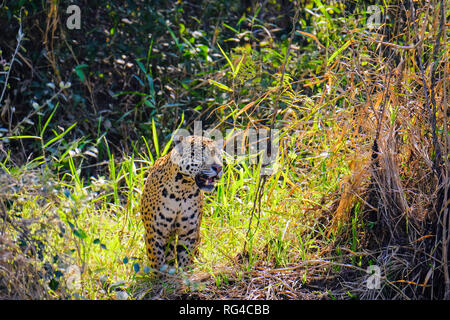 Jaguar Panthera Onca, am Flussufer, Cuiaba Fluss, Porto Jofre, Pantanal Matogrossense, Mato Grosso, Brasilien Stockfoto