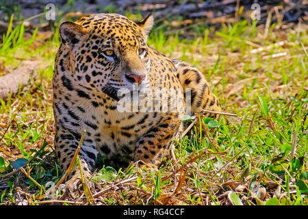 Jaguar Panthera Onca, am Flussufer, Cuiaba Fluss, Porto Jofre, Pantanal Matogrossense, Mato Grosso, Brasilien Stockfoto