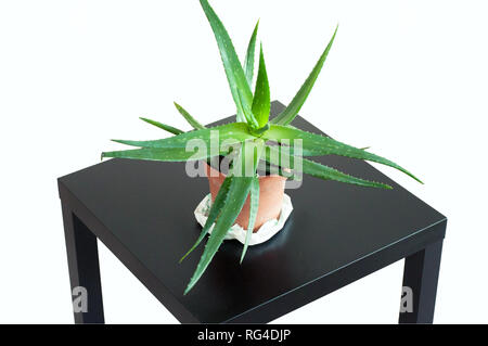 Aloe Vera in einer braunen Topf. Grosse schöne Aloe Vera auf der schwarz auf weißem Hintergrund. Nahaufnahme mit Aloe Vera Stockfoto