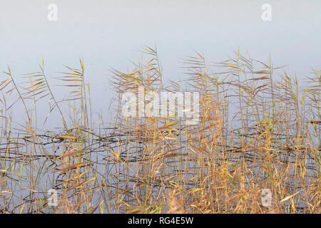 Dickichte des Herbst Schilf auf einem Hintergrund von grauen Wasser. Landschaft Stockfoto