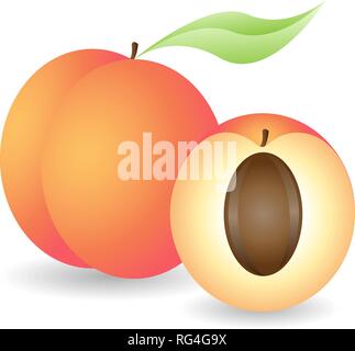 Schöne reife Pfirsiche, ganze und halbe. Auf weissem Hintergrund. Saft oder Marmelade Branding. Vector Illustration, EPS 10. Stock Vektor