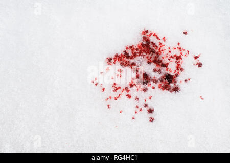 Rotes Blut tropfen auf weißem Schnee. Kriminelle, Gewalt, Katastrophen und Unfällen Konzept Stockfoto