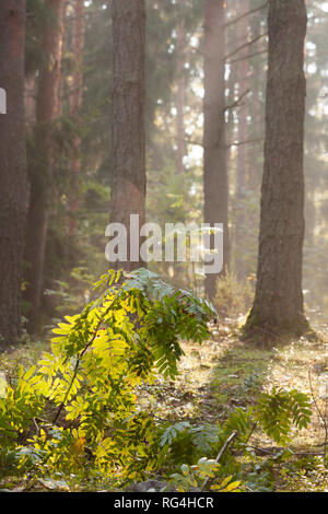 Nebeliger morgen im Wald Stockfoto