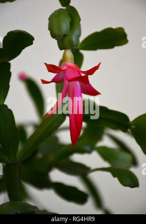 Der Kaktus Decembrist schöne rosa Blüten. Dekorative rosa Blume Decembrist. Schlumbergera Weihnachten Blume oder Varvarin Blume. Lila Decembrist Stockfoto