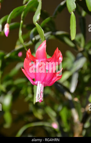 Der Kaktus Decembrist schöne rosa Blüten. Dekorative rosa Blume Decembrist. Schlumbergera Weihnachten Blume oder Varvarin Blume. Lila Decembrist Stockfoto