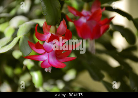 Der Kaktus Decembrist schöne rosa Blüten. Dekorative rosa Blume Decembrist. Schlumbergera Weihnachten Blume oder Varvarin Blume. Lila Decembrist Stockfoto