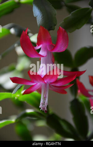 Der Kaktus Decembrist schöne rosa Blüten. Dekorative rosa Blume Decembrist. Schlumbergera Weihnachten Blume oder Varvarin Blume. Lila Decembrist Stockfoto