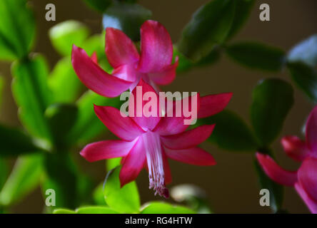 Der Kaktus Decembrist schöne rosa Blüten. Dekorative rosa Blume Decembrist. Schlumbergera Weihnachten Blume oder Varvarin Blume. Lila Decembrist Stockfoto