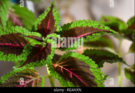 Zimmerpflanze coleus oder bunte Brennnessel indoor. Bunte grün und lila Coleus Blätter Stockfoto