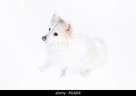 Junger Hund sitzend mit weiß und beige Fell Stockfoto