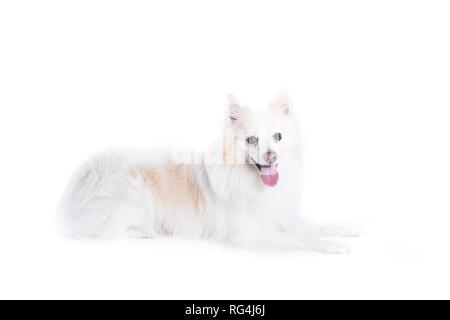 Portrait einer Deutsch, Weiß und Beige spitz, im Liegen und im Profil in die Kamera schaut Stockfoto