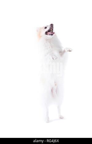 Junger Hund mit weiß und beige Fell und mit stehend auf die Hinterbeine Stockfoto