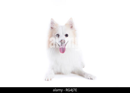 Junger Hund mit weiß und beige Fell, mit Blick auf die Kamera und die Zunge heraus Stockfoto