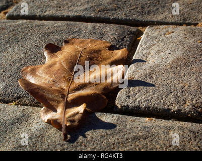 Eichenlaub liegt auf dem Bürgersteig im Herbst, Moskau Stockfoto