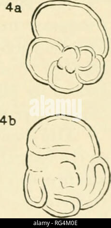 . Bulletins der amerikanischen Paläontologie. . O^ Abb. 6. Vergleichender Überblick über Globotruncana des tricarinata Zweig, la-li. Git. tricarinata Cita, 1948 (pi. 4, Abb. 4) Turonian-Maestrichtian, Tignale Nord Italien 2 a-b. Git. tricarinata Ciishman, 1936 (pi. 61, Abb. 18), St. Johann, Bayern, Deutschland. 3 a-b. Gtt. tricarinata Mornod, 1949 (Abb. 12/2a-c), ist wahrscheinlich ein Git. ^ ' cntricosa vcntricosa (Weiß), Santonian, Prealpes, Suisses. 4 a-b Git. tricarinata Colombiana, Doppelpunkt Schiefer, Pullrnia crrtacra Zone, Kolumbien, S. A. KOM. rungen OX die PHVLfXiKNKTIf DI-A r. I. OI BIN KNT DER LINNEI GRUPPE Obwohl Die C Stockfoto