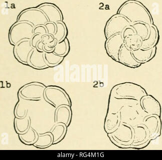 . Bulletins der amerikanischen Paläontologie. Globotruncana in Kolumbien: Ganuolii 23 Erläuterungen. - Durch die conipanng tigurcs von Cushnian (Cusliman, 1936, Pi. 62, Abb. 3a-c), Cita (Cita, 1948, Pi. 4, Abb. 9a-c) und Mornod (Mornod, 1949, Text Abb. 12/la-c), gibt es praktisch keine appreci-Lage Unterschiede. Aber es ist zu erkennen, dass sich die Muster von Cita etwas flacher ist als die andere; die Probe von Mor-nod hat einen Ausgeprägteren gängigen Petaloid-Boden nachempfunden Peripherie. Unsere Kolumbianischen ma-Terial, jedoch hat immer grösseren Kammern. Bolli schlägt vor, für diese Arten eine genetische Ableitung von Git. tricarinat Stockfoto