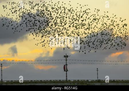 Blackpool, Lancashire. 27. Jan 2019. Der letzte Walzer, vor dem zu Bett gehen, ein Schwarm von Tausenden von Staren roosting unter Viktorianischen von Blackpool North Pier. Diese erstaunlichen Vögel auf einem atemberaubenden Flug Anzeige bei einer nur einer Handvoll ihre wenigen bevorzugten Websites in ganz Großbritannien. Diese mittlerweile riesigen winter Schwärme von Staren mumurating sind auf die Zahl von 50.000 Plus, verdunkeln den Himmel über dem Resort geschätzt, wie Sie Schlag in ein paar Minuten roost vor der Dämmerung. Credit: MediaWorld Images/Alamy leben Nachrichten Stockfoto