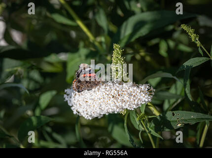 Farbe outdoor Makro einer Vanessa atalanta Admiral/rot/rot bewundernswert Schmetterling, weiß blühenden flieder Blüte in einem Garten im Sommer oder Frühling Stockfoto