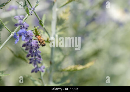 Farbe outdoor floralen Bild eines perovskia/russischen Salbei/blue Spire Blüte mit einer Biene auf es, natürlichen, grünen Hintergrund sonnigen Sommertag verschwommen Stockfoto