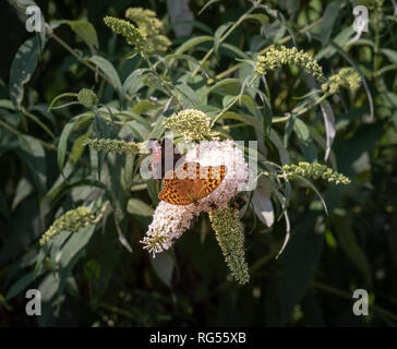 Outdoor Sommer/Frühling Farbe Makro einer einzigen Wachtel Weizen Fritillaryschmetterling sitzen auf einem weißen Flieder Blüte mit Bienen und eine rote Admiral, Sonnig Stockfoto