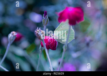 Outdoor helle Farbe Makro einer einzigen gelb grün Zitronenfalter sitzen auf eine Rote Krone campion Blossom, verschwommenes Buntes natürlichen Hintergrund Stockfoto