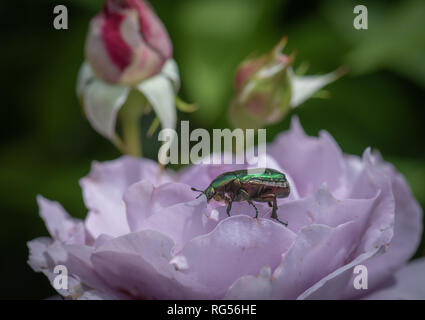 Farbe outdoor Blumen Makro einer blühenden violett Rose an einem sonnigen Sommertag, natürlichen Garten Hintergrund, Knospen, eine glänzend grüne rose Käfer auf Sitzung Stockfoto