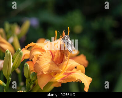 Farbe im Freien Nahaufnahme makro Bild eines isolierten weißen Admiral Schmetterling mit Rüssel sitzen auf der Blüte Blütenblatt einer Orange daylily Stockfoto