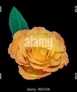 Farbenfrohe Kunst Stillleben helle Makro einer isolierten orange gelbe Rose Blüte mit einem grünen Blatt im Vintage Stil, schwarzen Hintergrund Stockfoto