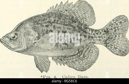 . Kalifornien Fisch und Wild. Fischerei - Kalifornien; Spiel und Spiel - Vögel - Kalifornien; Fische - Kalifornien; Tier Bevölkerungsgruppen; Pêches; Gibier; Poissons. *Abb. Weiß Crappie. aa. Rückenflossenstacheln in der Regel 7 oder 8, selten 6 oder 9, schwarze Markierungen an den Seiten neigen, Spots statt der Ringe bilden. Tiefe größer als die vorangegangenen. Schwarz Crappie oder Calico Bass. Siehe S. 11.. "Abb. Calico AA. Rückenflossenstacheln 11, selten 10 oder 12. a. Rote Augen; bronze Farbe mit kleinen quadratischen schwarzen Flecken an den Seiten formmg Streifen, die längs des Körpers ausgeführt werden. Bock Bass. Siehe S. 11.. Bitte beachten Sie, dass diese Bilder sind ext Stockfoto