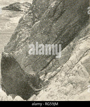 . Kalifornien Fisch und Wild. Fischerei - Kalifornien; Spiel und Spiel - Vögel - Kalifornien; Fische - Kalifornien; Tier Bevölkerungsgruppen; Pêches; Gibier; Poissons. Abb. 1. Ein erwachsener Bulle California sea lion im Plädoyer Insel. Dieses Tier schien, ohne Angst vor den Fotografen. Juni 13, 1927. Steller's Sea Lion {Enmetopias stelleri), die schwarze oder California sea lion {zalophus californianus). Steller's Sea Lion ist Bering Meer zur Insel Santa Cruz gefunden. Die Züchtung ist von Bering Meer nach Santa Rosa Island. Sie sind das ganze Jahr über in ihrem gesamten fanden, obwohl die Stiere, die für die meisten p Stockfoto