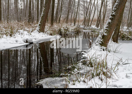 Einen Stream im Schnee in den Wald bedeckt. Eine geringe Menge Wasser fließt im Laubwald. Jahreszeit Winter. Stockfoto