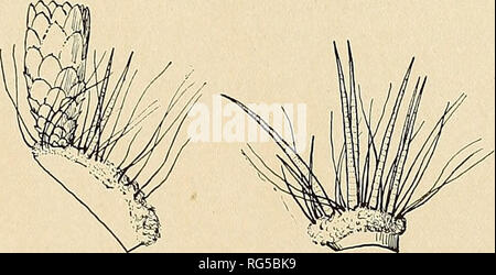 . Die Cactaceae: Beschreibungen und Abbildungen von Pflanzen der Familie der Kakteen. FEROCACTUS. 125 Echinocactus piliferus Lemaire (Laboret, Monogr. Cact. 186. 1853) ist in der Regel hier zitiert wurde, aber nicht an den Ort beschrieben. Illustrationen: Schumann, gesamtb. Kakteen w. 52; Monatsschr. Kakteenk. 22:39, mollers Deutsche Gart. "Zeit". 23:484. w. 16; Schelle, Handb. Kakteenk. 147. w. 72; Gartenwelt 7:277, als Echinocactus pilosus; Pfr. Hort. Ii. 4:1; Belg. Hort. 4: Pi. 2, wie Echinocactus stainesii. Abbildung 128 wird von der ersten Abbildung oben kopiert, zitiert.. Abbn. 129 und 130.-Blume und Stockfoto