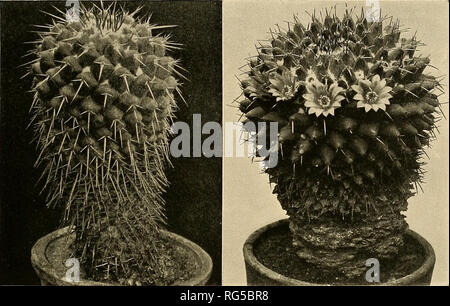. Die Cactaceae: Beschreibungen und Abbildungen von Pflanzen der Familie der Kakteen. NEOMAMMILLARIA. 77 Abbildung: Bliihende Kakteen i: Pi. 32, als Mammillaria centricirrha Var. Abbildung 69 ist von einem Foto uns per L. Quehl; Abbildung 68 ist eine Reproduktion der Abbildung oben zitiert; Abbildung 70 zeigt eine Anlage in der Missouri Botanical Garden im Jahr 1905 gewachsen, wie Cacttis neumannianus.. Feigen 6 y und 70.- Neomammillaria phymatothele. 13. Neomammillaria magnimamma (Haworth). Mammillaria magnimamma Haworth, Phil. Mag. 63:41. 1824. Mammillaria divergens De Candolle, Mem. Mus. Hist. Nat. Paris 17:113. Stockfoto
