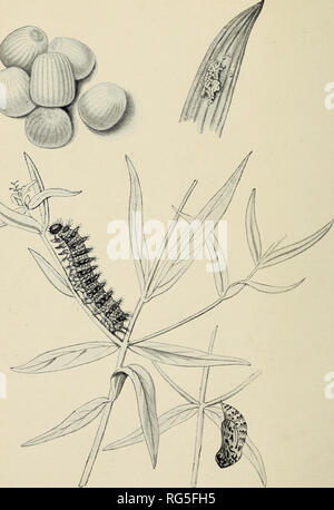 . Die Schmetterlinge der Britischen Inseln. Schmetterlinge. PL 67. H 105. Heide Fritillary. Eier, natürliche Größe und erweiterten Caterpillar (nach Buckler), und chrysalis.. Bitte beachten Sie, dass diese Bilder sind von der gescannten Seite Bilder, die digital für die Lesbarkeit verbessert haben mögen - Färbung und Aussehen dieser Abbildungen können nicht perfekt dem Original ähneln. extrahiert. Süden, Richard. London: F. Warne Stockfoto