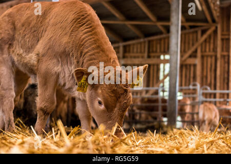 Im Strohstall Glanrind-Kalb Stockfoto