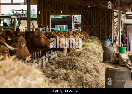 Futtertisch im Mutterkuh-Stall Stockfoto