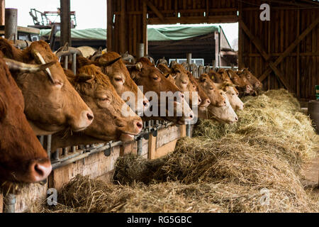 Mutterkühe im Fressgitter Stockfoto