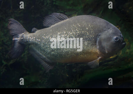 Tambaqui (Colossoma Macropomum), auch bekannt als riesiger Pacu. Stockfoto