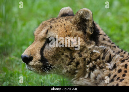 Gepard (Acinonyx Jubatus). Tierwelt Tier. Stockfoto