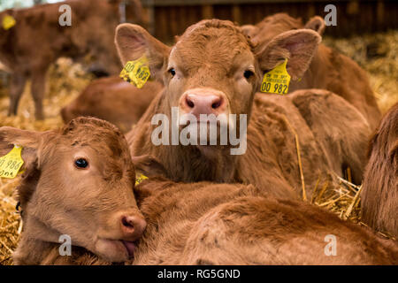 Gruppe von Kälbern im Strohstall Stockfoto