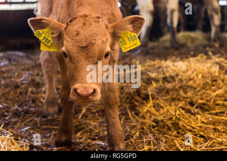 Junges Kälbchen im Rinderstall Stockfoto