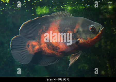 Oscar Fisch Oscar Fisch