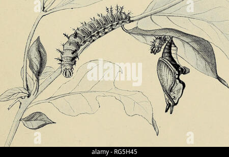 . Die Schmetterlinge der Britischen Inseln. Schmetterlinge. PL 30. F62. White Admiral. Junge Raupe mit hibernaculum (h); Raupe und Puppe.. Bitte beachten Sie, dass diese Bilder sind von der gescannten Seite Bilder, die digital für die Lesbarkeit verbessert haben mögen - Färbung und Aussehen dieser Abbildungen können nicht perfekt dem Original ähneln. extrahiert. Süden, Richard. London: F. Warne Stockfoto
