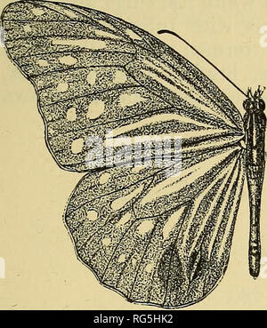 . Schmetterlinge. Vol. I-II. Lepidoptera. DANAIS. 21 und Flecken. Vorderflügel: zwei Streifen im Zwischenraum 1, coalescent an der Basis, in der Regel auf ihre apices, ein schmaler Streifen, mit zwei schwach angezeigt Streifen, in der Zelle; fünf discal Spots und vor Ihnen eine lange Streifen in interspace 5; eine kürzere in 6; einige schöne Flecken und Subterminal und Terminal Serie von Spots, die ehemalige Reihe nach innen gebogen gegenüber dem Scheitelpunkt der Tragfläche, die vier unteren Flecken con-spicuously größer als die anderen; letztere Serie unvollständig, die Flecken klein. Hinterflügeln: inter-Bereiche 1A, 1h, und 1 mit schmalen Streifen, d Stockfoto