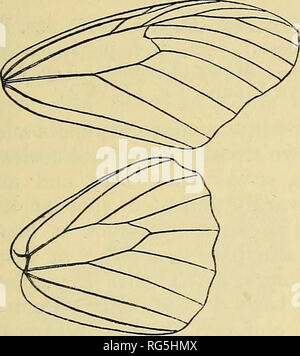 . Schmetterlinge. Vol. I-II. Lepidoptera. DANAIS. 15. Abb. 4.-Äderung der Flügel. Danais vulgaris. Spot darüber hinaus in Apex, einem schlanken Rippenbögen Streifen, zwei große discal spots Innerlich, äußerlich Truncate, drei Punkte über Apex von Zell- und vier oder fünf längliche preapical Spots über sie hinaus verlängern, endlich ein SUBTERMINAL und ein Terminal Serie von Spots kleiner in Richtung Spitze der Flügel. Hinterflügeln: Streifen in Zwischenräume 1 a und 1 b, zwei in interspace 1, zwei in der Zelle mit einem kurzen schmalen Streifen schräg zwischen Ihren apices, kürzere Streifen heraus strahlende - Stationen in Zwischenräume 2 verlängern - Stockfoto