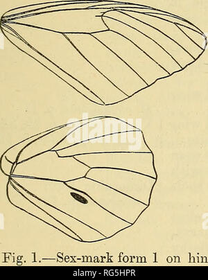 . Schmetterlinge. Vol. I-II. Lepidoptera. DANAIS. Gattung DANAIS. Danais, Latr. Illig. Mag. vi (1807), S. 291. Danaus, Latr. Gen. Kruste, fy Ins.av, 1809, S. 201. Limnas, Hiibner, Tentamen, i, 1806 (keine desc). Radena, Tirumala, Salatura, Paralitica, &Amp; Chittira, Moore, Lep. Ceyl. i, 1880, s. 3, 4, 5, 7, &Amp; 8., Caduga&amp; Bahora, Moore, S. Z. S. 1883, S. 235 &Amp; 245. Badacara, Moore, Lep. 2. i, 1890-92, S. 63. Typ, D. pUxvppus, Linn., aus Indien. Bereich. Beide Hemisphären. 3 2 • Tore Flügel dreieckig, Costa stark gewölbt, Apex breit gerundet; Termen unter Apex gerade oder leicht Conca Stockfoto