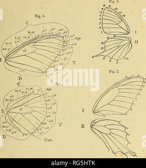 . Schmetterlinge. Vol. I-II. Lepidoptera. INTKODTTCTION. Ix. Abb. 5.- Flügel der Danais (Nymphalidce). I. Vorderflügel: d, scheibenförmige Zellen; C, Costa oder rippenbögen Marge; ap., Apex; T, Termen oder Terminal Marge: Tor., tornus; D, dorsum oder Dorsalen Rand; s. C.V., subcostal Vene, die von der Unterseite des Kotflügels an der oberen Spitze der Zelle; m. v., median Vene, die von der Unterseite der Tragfläche an der unteren Spitze der Zelle; u. d. m. d., l. d., oberen, mittleren und unteren discocellular nervules oder discocellulars; Vx-y 12, Adern; ila-i12, Zwischenräume. Ii. Hinterflügeln: d, scheibenförmige Zellen; C, Costa oder rippenbögen Marge; ap., Apex; T, Termen oder Te Stockfoto