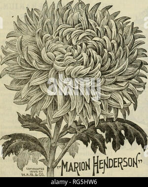 . Der Bauernhof jährliche Burpee austauschen. Baumschulen Pennsylvania Philadelphia Kataloge Kataloge; Blumen; Gemüse; Samen Kataloge Kataloge; W. Atlee Burpee Folgendes unternehmen; Baumschulen; Blumen; Gemüse; Samen. PHILADELPHIA. Neue Earlp= Blütezeit Chrysanthemen. Diese schöne Rasse von Pflanzen ist mehrjährig und winterhart. Im Garten Betten oder Grenzen pflanzten, sie perfekte feine Blumen recht früh und weiterhin blühen bis in den späten Herbst, nach dem Frost getötet hat alle anderen Blumen. Mit den Besten der anmutigen Pompons Wir gehören einige der feinsten Große - Blühende vari-eties, die Blüte ganz Stockfoto